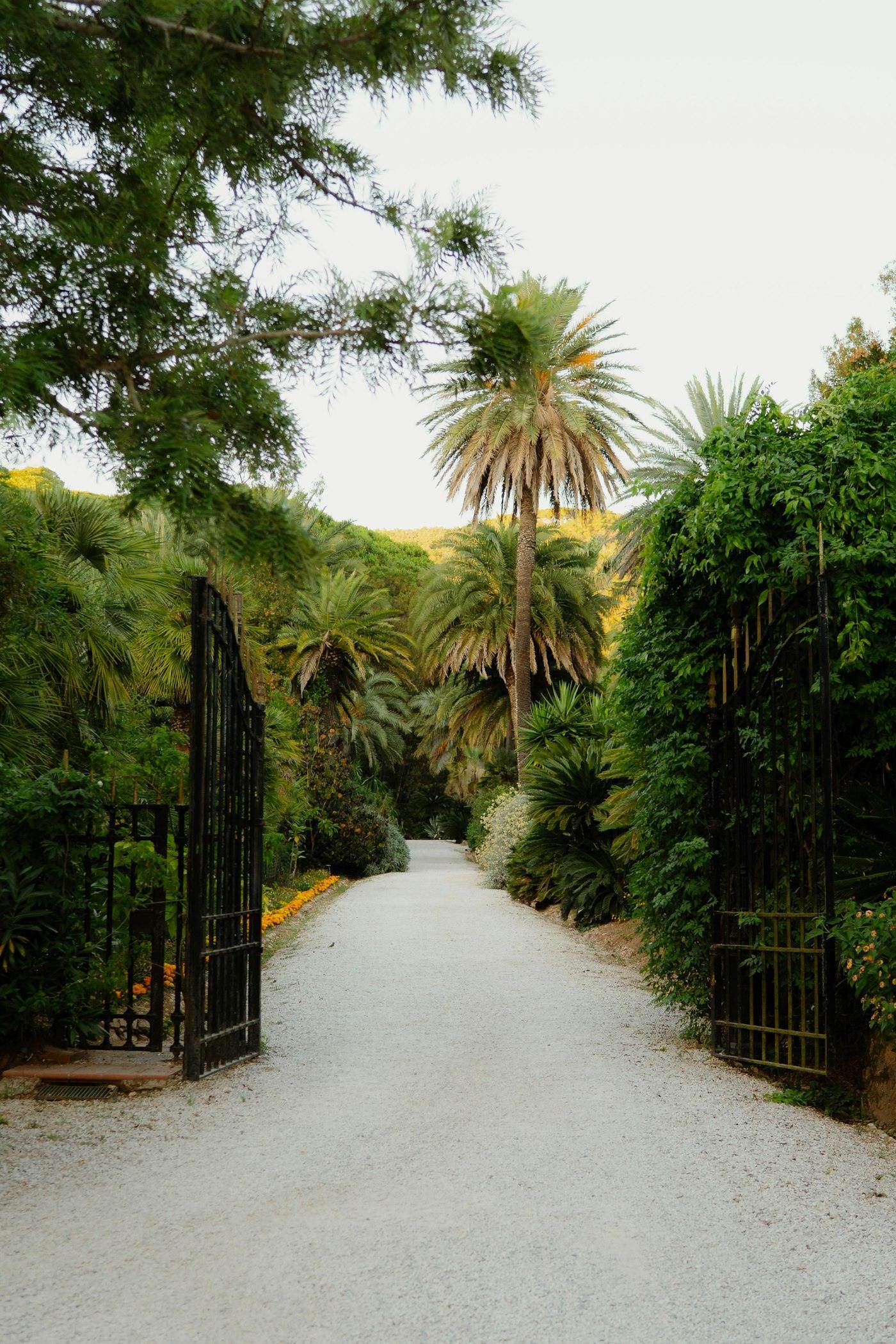 Open gates leading down a palm-lined estate driveway